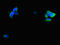 Gastric Inhibitory Polypeptide Receptor antibody, LS-C675809, Lifespan Biosciences, Immunofluorescence image 
