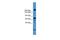 Zinc finger protein Rlf antibody, A03111, Boster Biological Technology, Western Blot image 