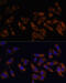 Ribosomal Protein L36a Like antibody, 15-505, ProSci, Immunofluorescence image 