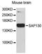 Splicing Factor 3b Subunit 3 antibody, A13897, ABclonal Technology, Western Blot image 