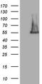 Family With Sequence Similarity 170 Member A antibody, TA809624S, Origene, Western Blot image 