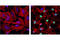 Poly(ADP-Ribose) Polymerase 1 antibody, 5625T, Cell Signaling Technology, Immunocytochemistry image 