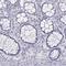 WAP Four-Disulfide Core Domain 8 antibody, HPA042710, Atlas Antibodies, Immunohistochemistry frozen image 