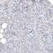 Transmembrane Protein 43 antibody, NBP1-84132, Novus Biologicals, Immunohistochemistry frozen image 