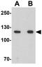 PH3 antibody, GTX17211, GeneTex, Western Blot image 