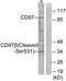 Adhesion G Protein-Coupled Receptor E5 antibody, TA311918, Origene, Western Blot image 