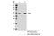 X-Linked Inhibitor Of Apoptosis antibody, 14334S, Cell Signaling Technology, Immunoprecipitation image 