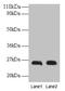 CSH1 antibody, LS-B13029, Lifespan Biosciences, Western Blot image 
