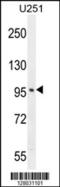 Sine Oculis Binding Protein Homolog antibody, 55-460, ProSci, Western Blot image 