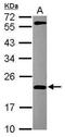 M-Phase Phosphoprotein 6 antibody, PA5-30364, Invitrogen Antibodies, Western Blot image 