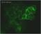 HLA class I histocompatibility antigen, alpha chain G antibody, ab7758, Abcam, Immunocytochemistry image 