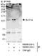 BAF Chromatin Remodeling Complex Subunit BCL11A antibody, NB600-258, Novus Biologicals, Immunoprecipitation image 