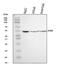 RAR Related Orphan Receptor B antibody, A09711-3, Boster Biological Technology, Western Blot image 