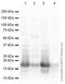 Histone H3.1t antibody, ab24834, Abcam, Western Blot image 