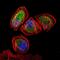 Inhibitor Of DNA Binding 2 antibody, NBP2-27194, Novus Biologicals, Immunofluorescence image 