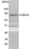 ATP-dependent RNA helicase DDX3X antibody, 70-450, BioAcademia Inc, Western Blot image 