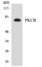 MUS81 Structure-Specific Endonuclease Subunit antibody, orb73933, Biorbyt, Western Blot image 