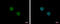 Dyslexia susceptibility 1 candidate gene 1 protein antibody, GTX118239, GeneTex, Immunofluorescence image 