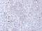 Diacylglycerol Kinase Gamma antibody, NBP1-33055, Novus Biologicals, Immunohistochemistry frozen image 