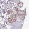 KIAA0232 antibody, HPA061498, Atlas Antibodies, Immunohistochemistry frozen image 