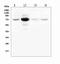 WEE1 G2 Checkpoint Kinase antibody, A01319-1, Boster Biological Technology, Western Blot image 