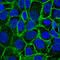 ERBB2 antibody, HPA001383, Atlas Antibodies, Immunocytochemistry image 