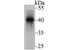Nuclear distribution protein nudE-like 1 antibody, A02478-1, Boster Biological Technology, Western Blot image 