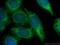 CRK Proto-Oncogene, Adaptor Protein antibody, 16685-1-AP, Proteintech Group, Immunofluorescence image 
