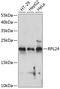 Ribosomal Protein L24 antibody, 15-453, ProSci, Western Blot image 