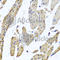 39S ribosomal protein L12, mitochondrial antibody, A8318, ABclonal Technology, Immunohistochemistry paraffin image 