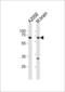 Leucine Zipper Tumor Suppressor 1 antibody, LS-C163950, Lifespan Biosciences, Western Blot image 