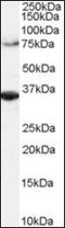 Origin Recognition Complex Subunit 3 antibody, orb137607, Biorbyt, Western Blot image 