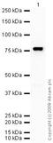 Complement C9 antibody, ab71330, Abcam, Western Blot image 
