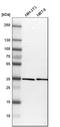Msh Homeobox 2 antibody, HPA005652, Atlas Antibodies, Western Blot image 