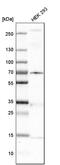 MKS Transition Zone Complex Subunit 1 antibody, PA5-54515, Invitrogen Antibodies, Western Blot image 