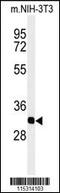 BAP antibody, 62-781, ProSci, Western Blot image 