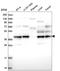 Ubiquitin Like 7 antibody, HPA041897, Atlas Antibodies, Western Blot image 