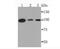 Protein Kinase D1 antibody, NBP2-67066, Novus Biologicals, Western Blot image 