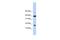 RNA Polymerase II Subunit I antibody, PA5-41508, Invitrogen Antibodies, Western Blot image 