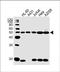 Keratin, type I cytoskeletal 28 antibody, PA5-48737, Invitrogen Antibodies, Western Blot image 