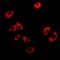 Nuclear pore glycoprotein p62 antibody, orb381925, Biorbyt, Immunocytochemistry image 