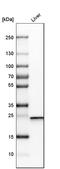 L-xylulose reductase antibody, HPA023371, Atlas Antibodies, Western Blot image 