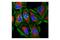 Cytochrome C Oxidase Subunit 4I1 antibody, 8692S, Cell Signaling Technology, Immunocytochemistry image 