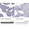 Cilia And Flagella Associated Protein 77 antibody, NBP2-62635, Novus Biologicals, Immunohistochemistry paraffin image 