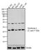 SDC2 antibody, 36-6200, Invitrogen Antibodies, Western Blot image 