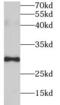 CHOP antibody, FNab01667, FineTest, Western Blot image 