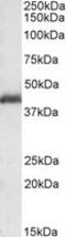 Platelet-activating factor acetylhydrolase IB subunit alpha antibody, MBS421282, MyBioSource, Western Blot image 