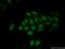 UDG antibody, 12394-1-AP, Proteintech Group, Immunofluorescence image 