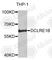 DNA Cross-Link Repair 1B antibody, A6808, ABclonal Technology, Western Blot image 