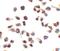 NLR Family CARD Domain Containing 4 antibody, orb86731, Biorbyt, Immunohistochemistry frozen image 